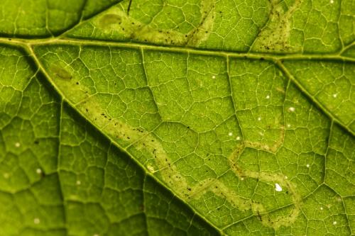 Phytomyza sp.